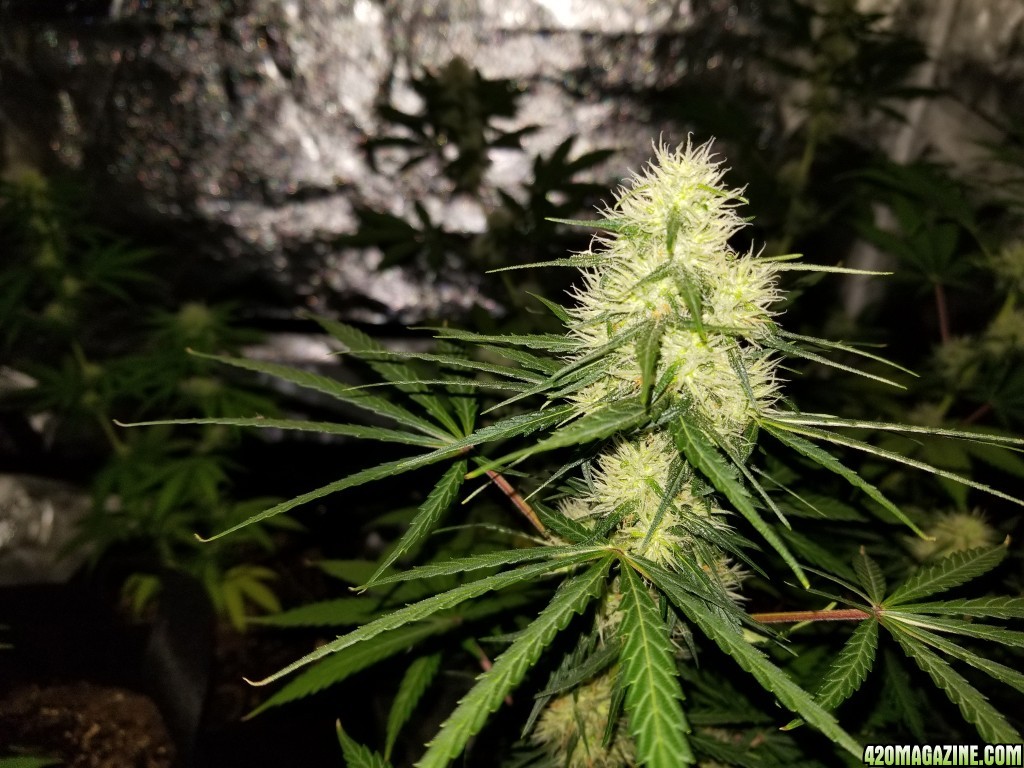 day 32 of flowering 2nd grow