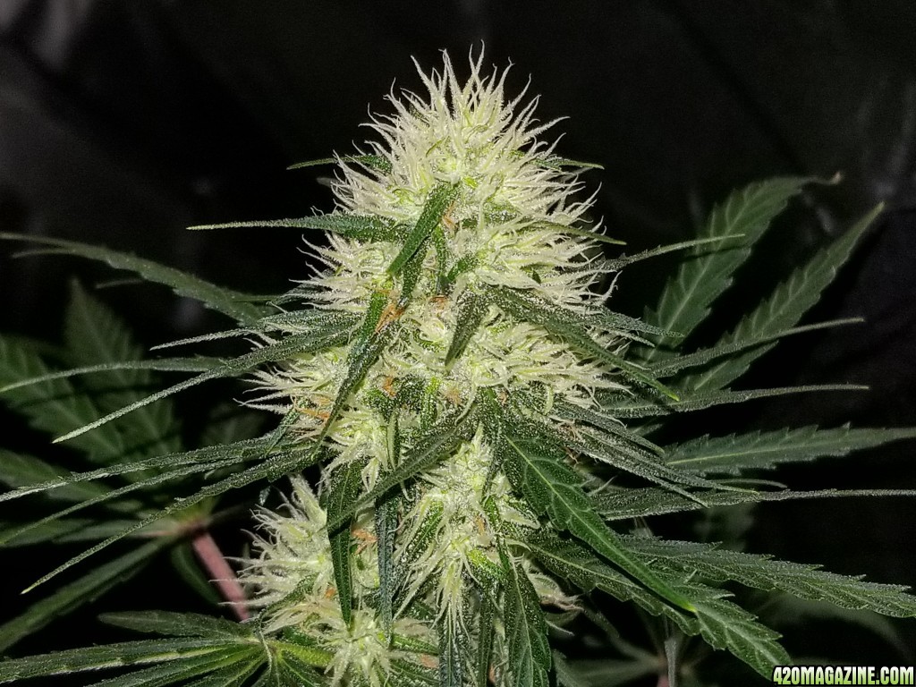 day 32 of flowering 2nd grow