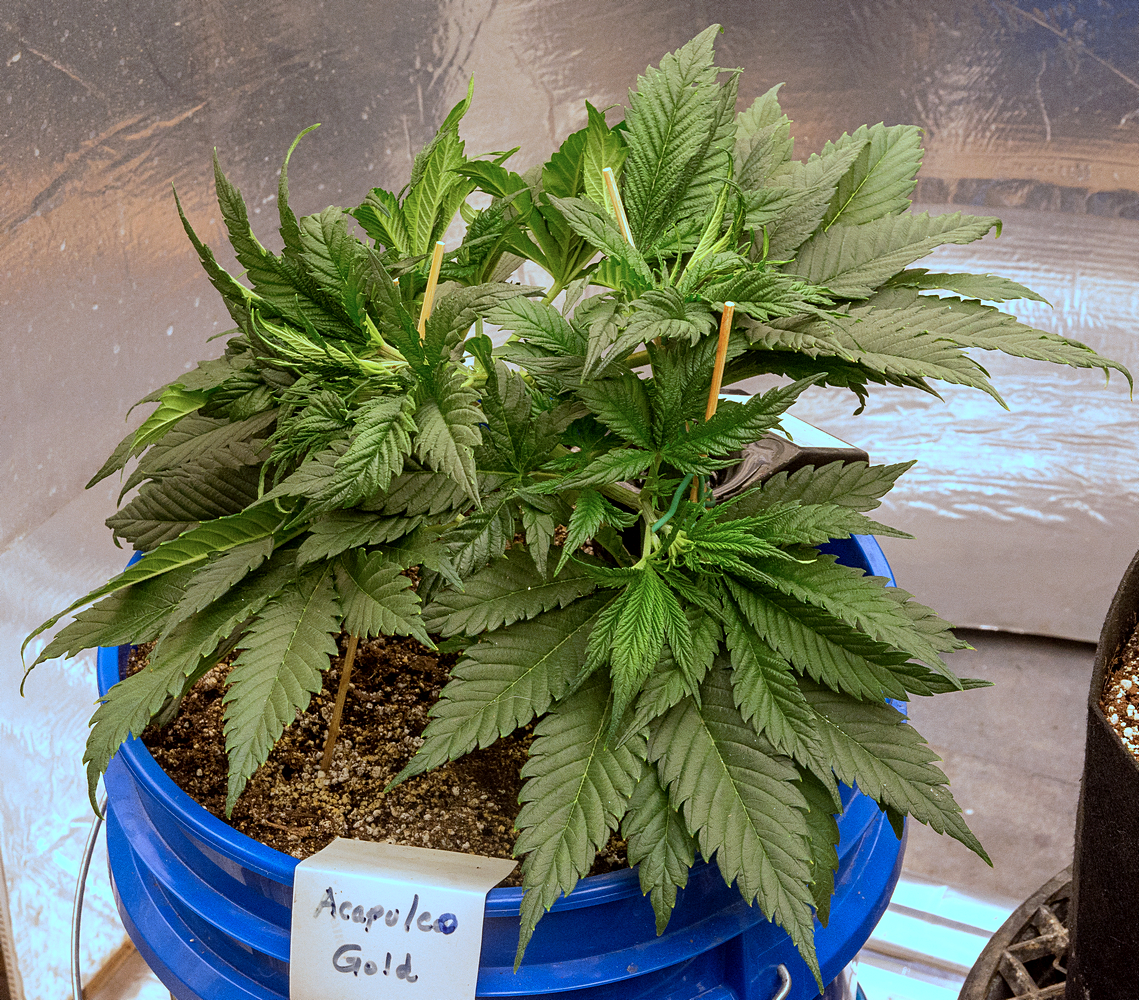 Day 33 AG 20 Oct.jpg