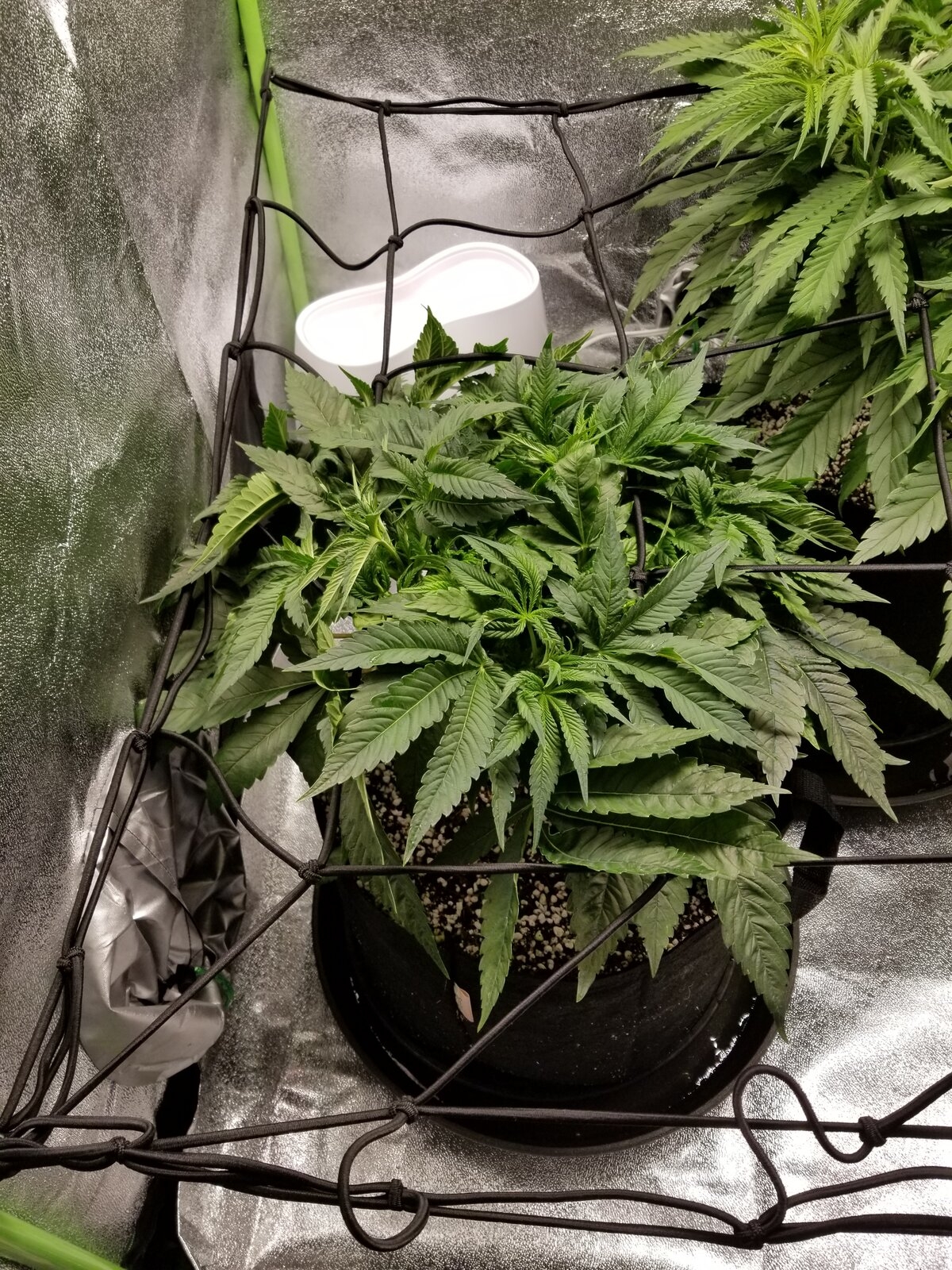 Day 33 Sour OG.jpg