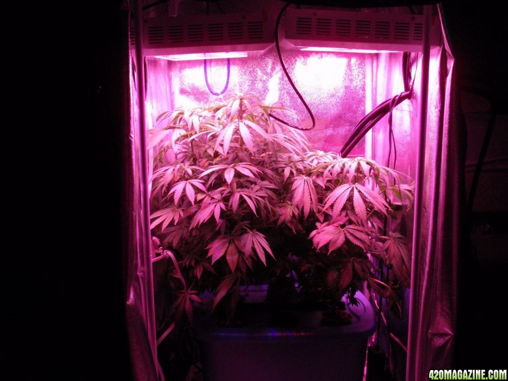 Day 34 @ 12/12 Bux's grow