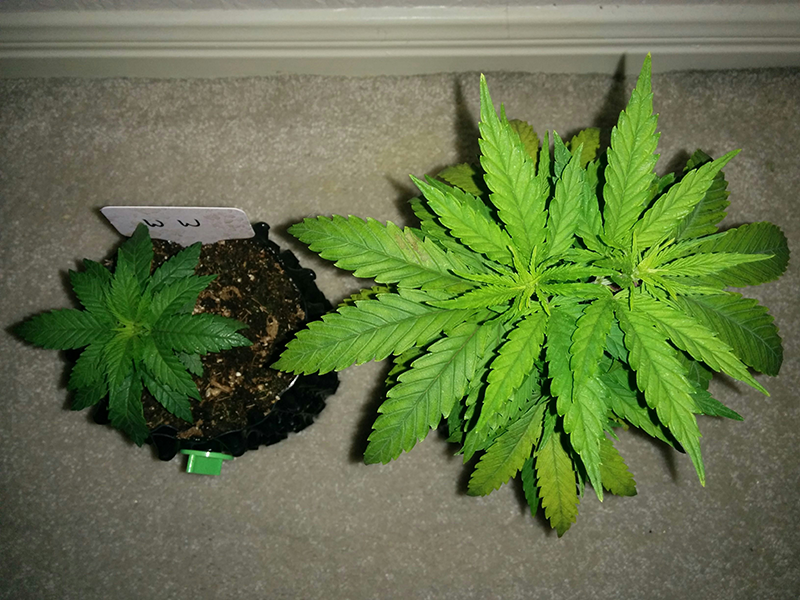 Day 34 AK48 - Day 27 WW