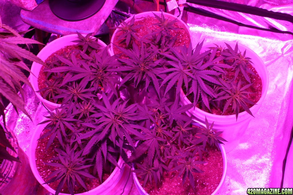 Day 34, LST and Topped