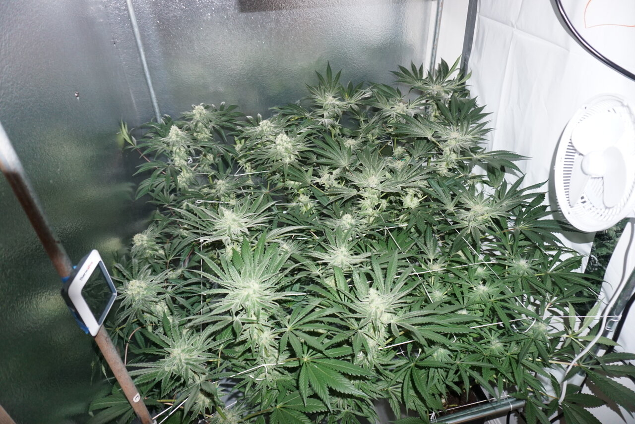 Day 35 flower