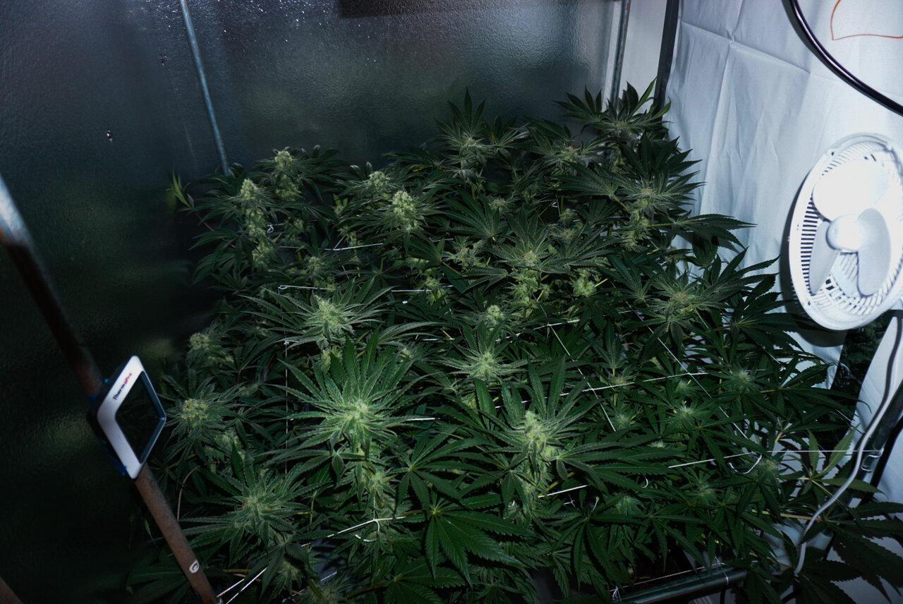 Day 35 flower