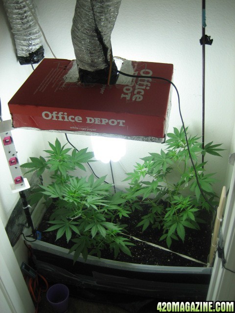 day 35 from sprout