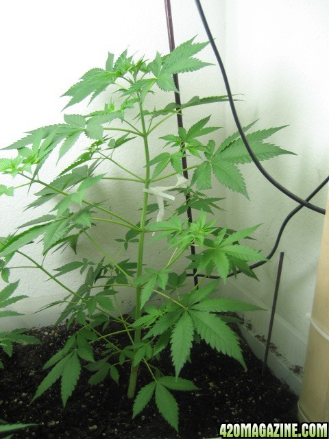 day 35 from sprout