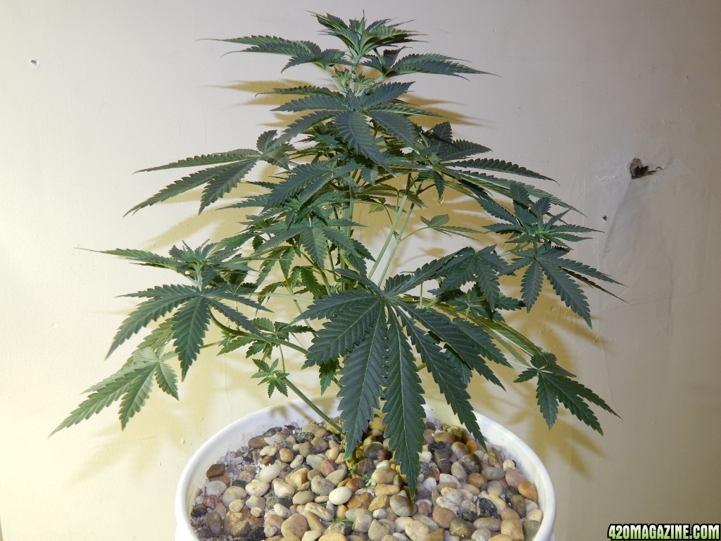 Day 35 of Veg.