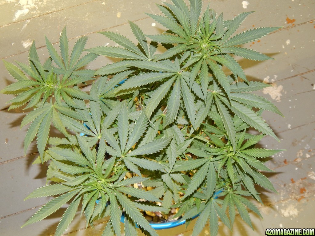 Day 35 of Veg.