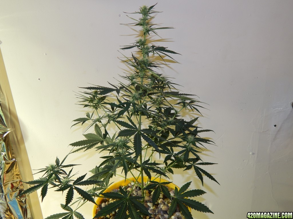 Day 35 of Veg.