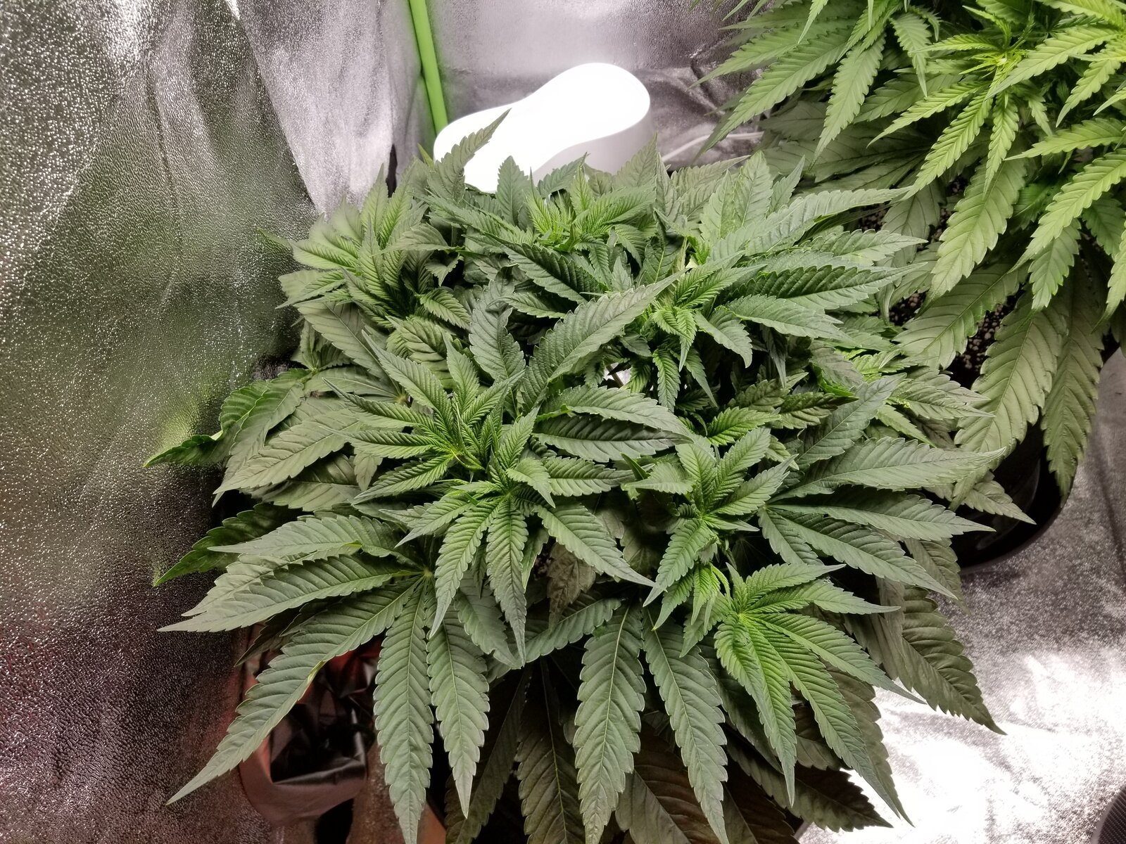 Day 35 Sour OG.jpg