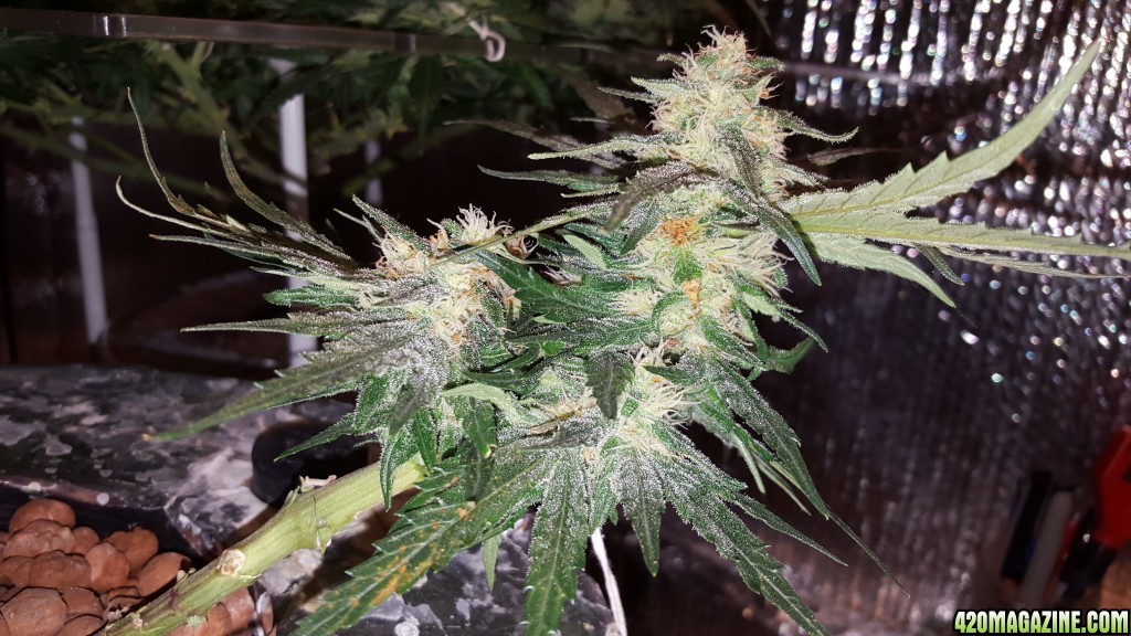 Day 35F White Widows in Portable ScrOGs