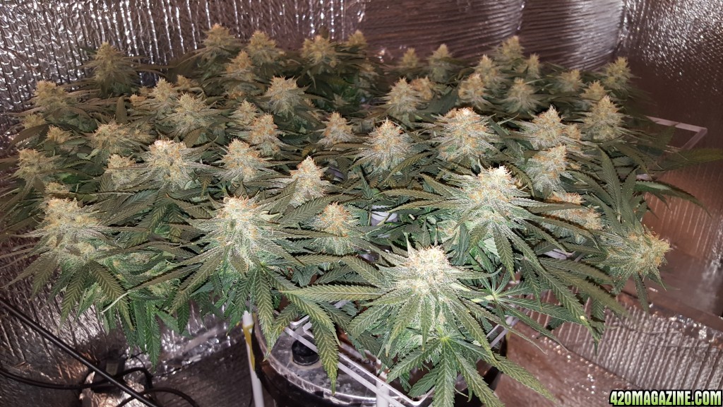 Day 35F White Widows in Portable ScrOGs