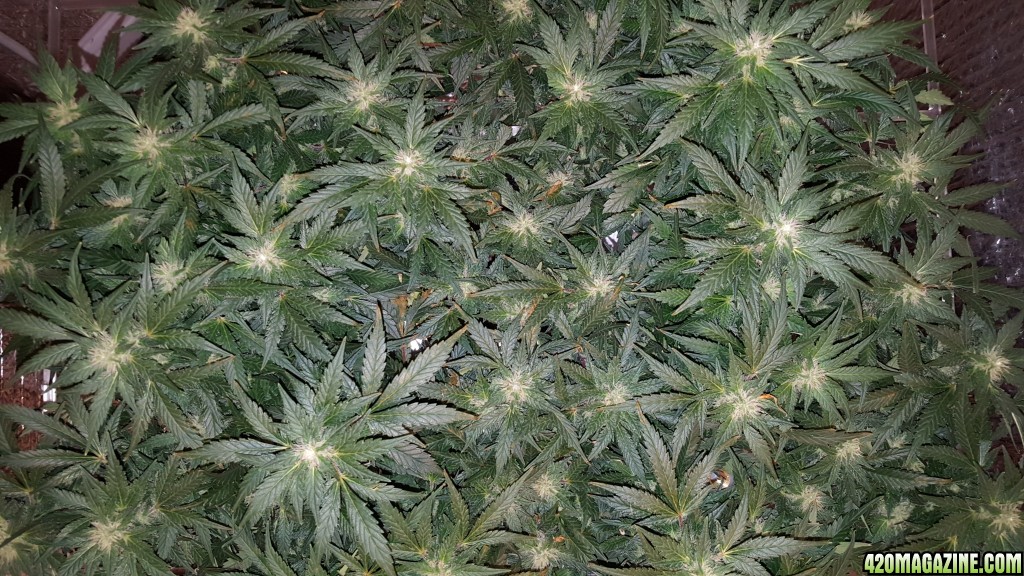 Day 35F White Widows in Portable ScrOGs