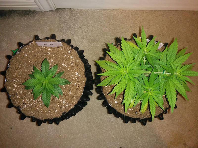 Day 36 AK48 - Day 29 WW