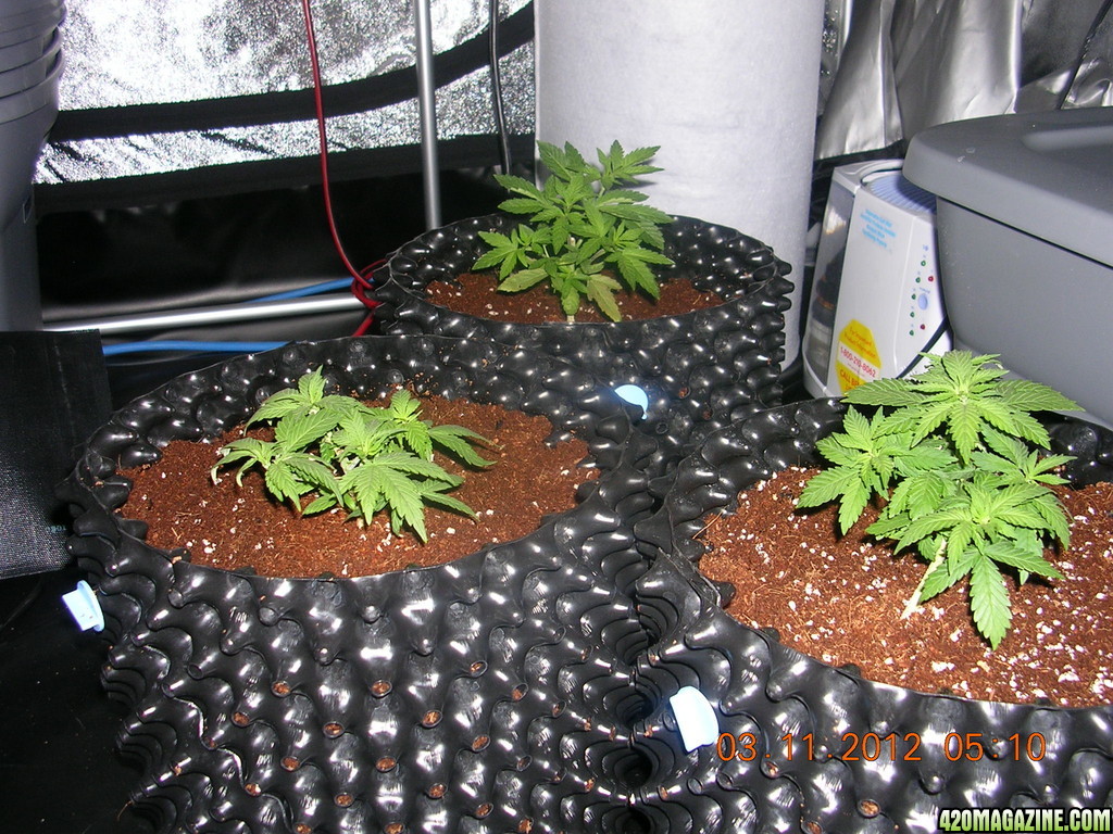 day 36 from seed glr led