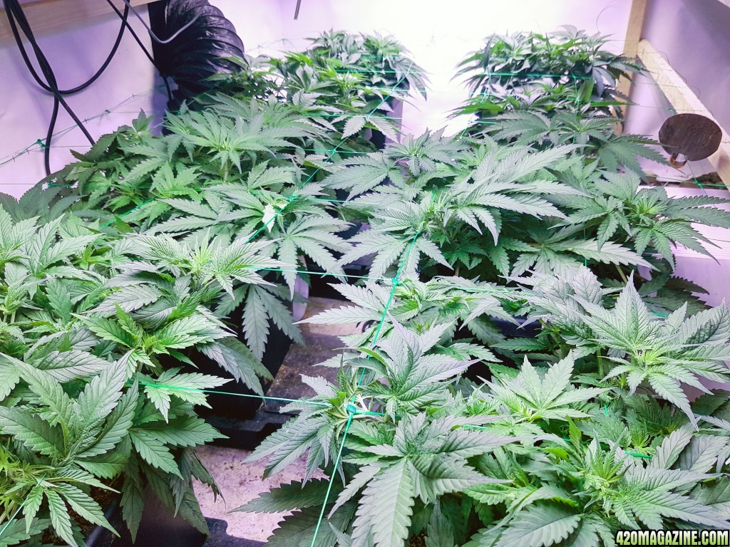 Day 36 Scrog