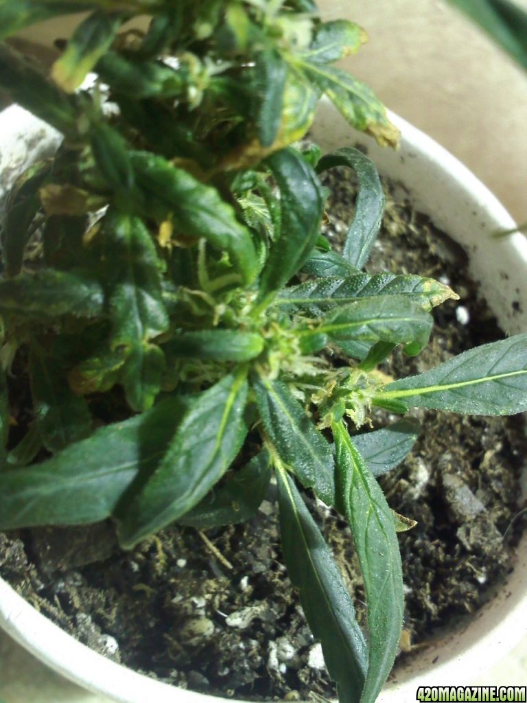 day 37 clones