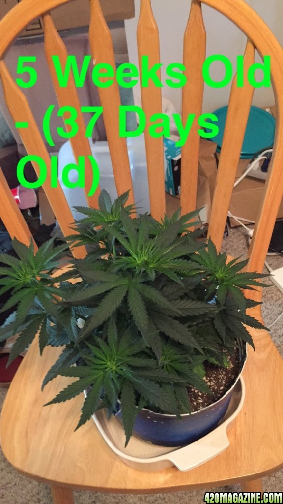 Day 37 - Unknown Grow - First Grow Spring 2017