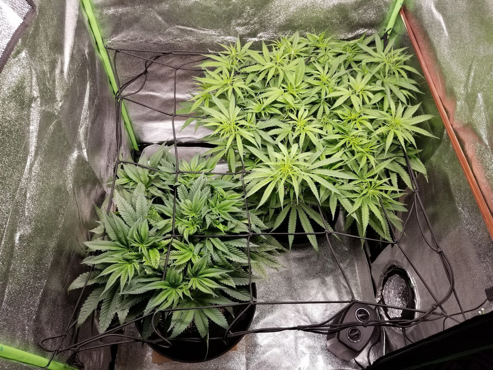 Day 38 Plants top.jpg