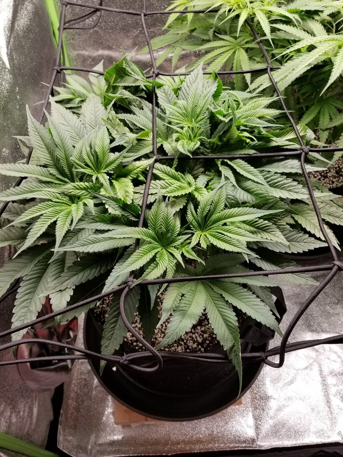 Day 38 Sour OG.jpg