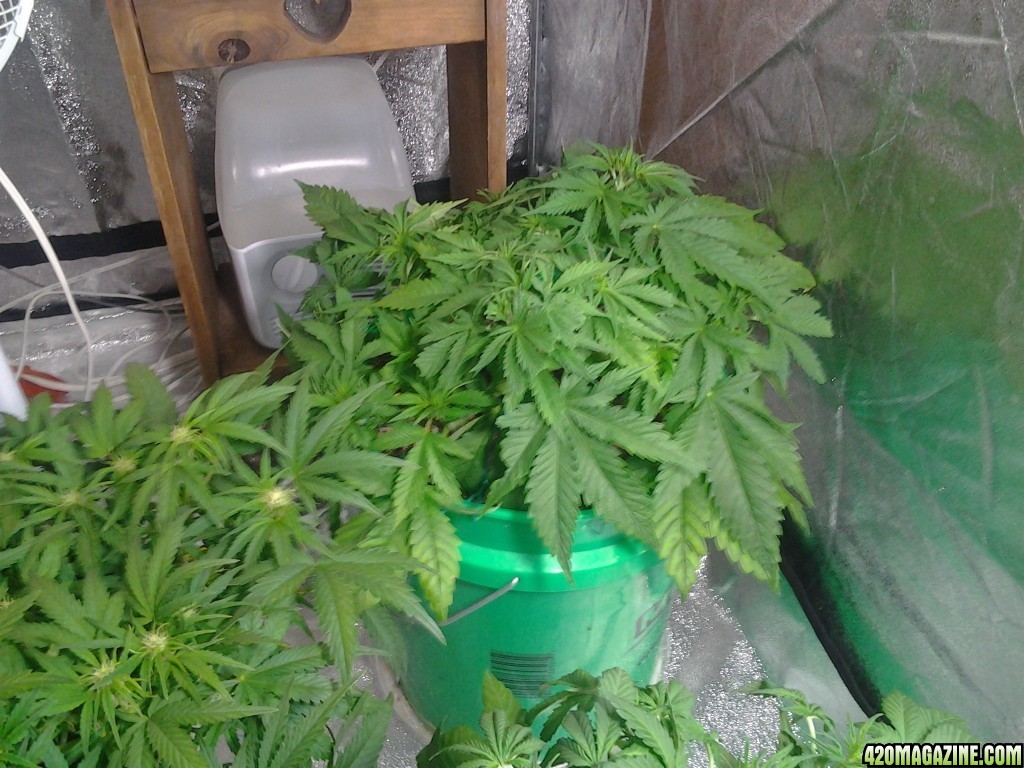 day 38 strawberry blue