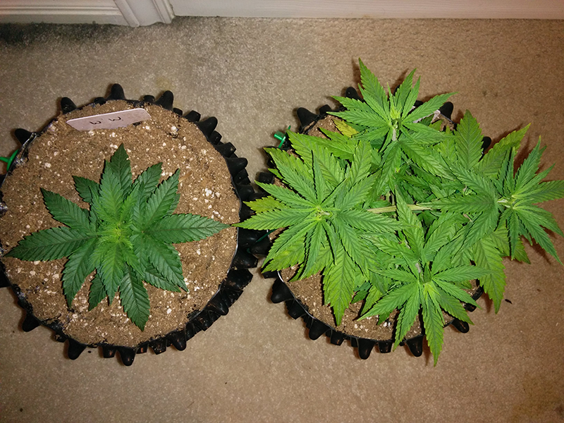 Day 39 AK48 - Day 32 WW