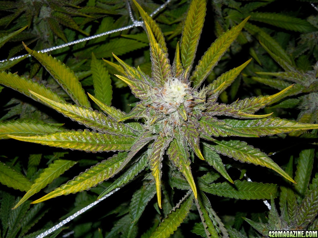 Day 39 flower