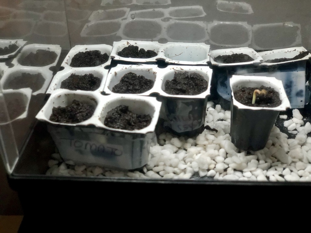 Day 4 -seedling.jpg