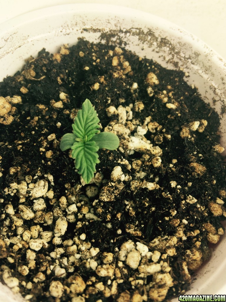 Day 4 (Sprout 2) - Candy Cane Auto