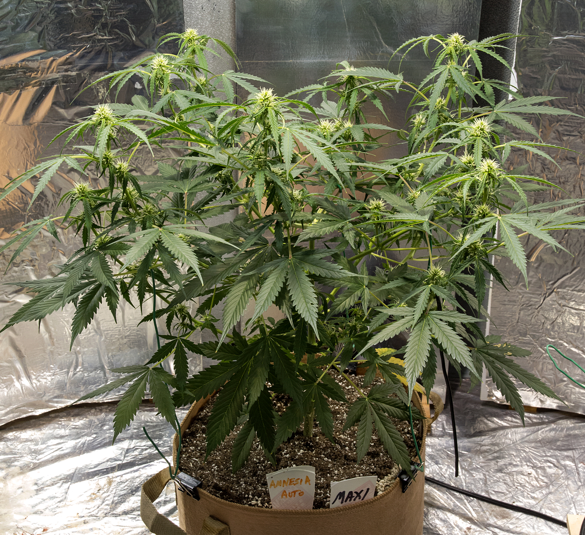 Day 40 Amnesia Auto 17 Aug.jpg