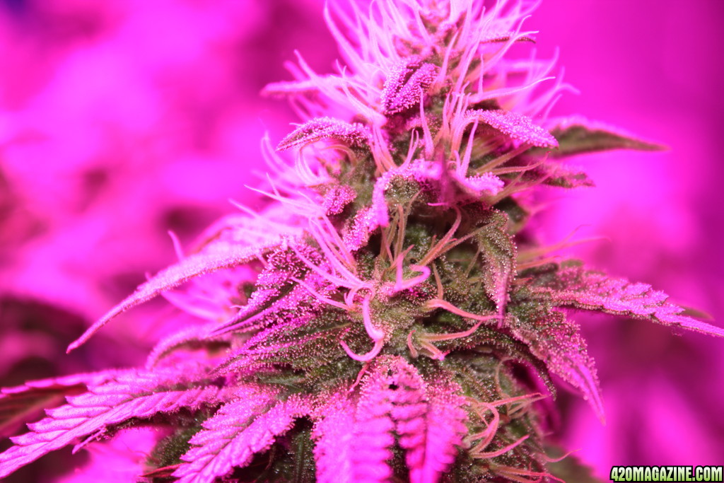 Day 40 Flower