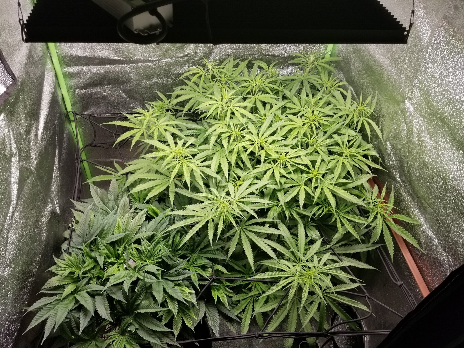 Day 41 Plants top.jpg