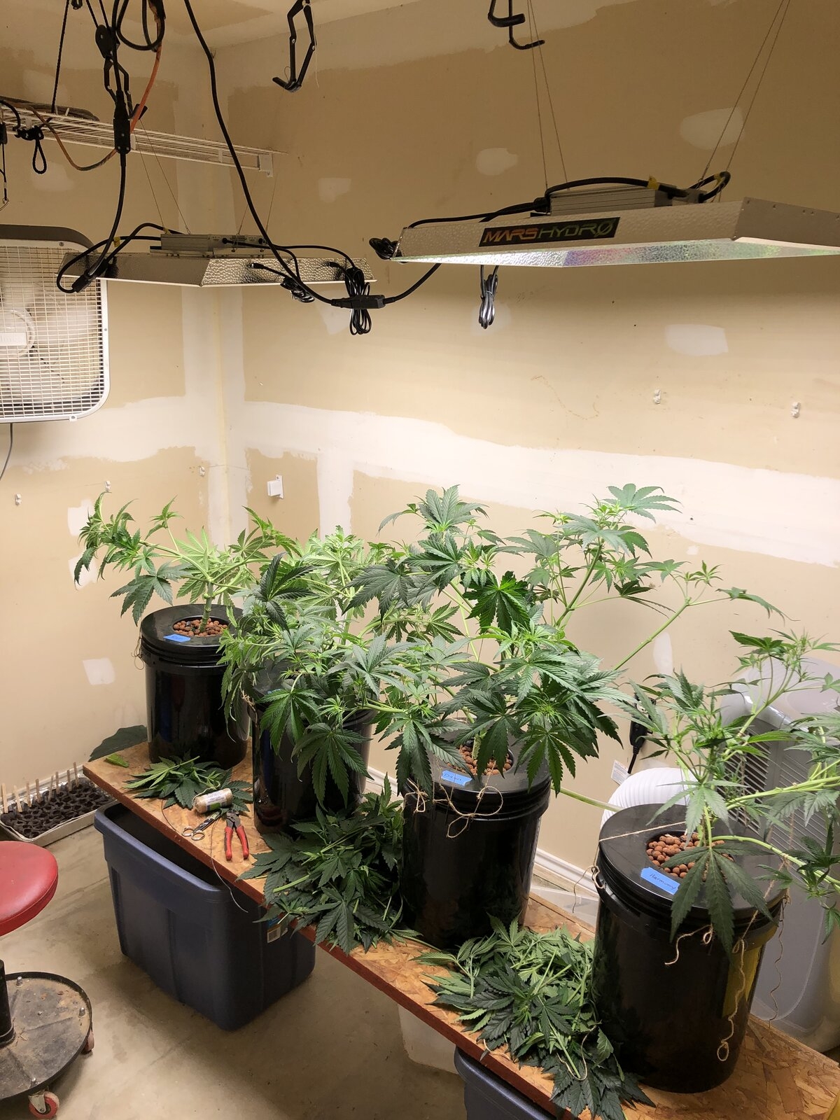 Day 42_Wk 6_Trim in progress.jpg