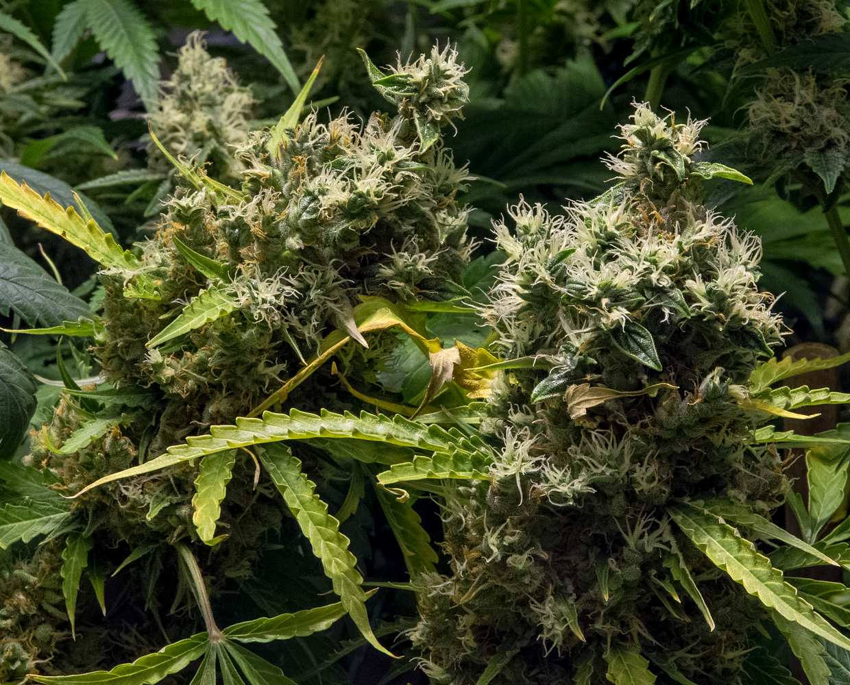 Day 43  Bud 5 Oct.jpg