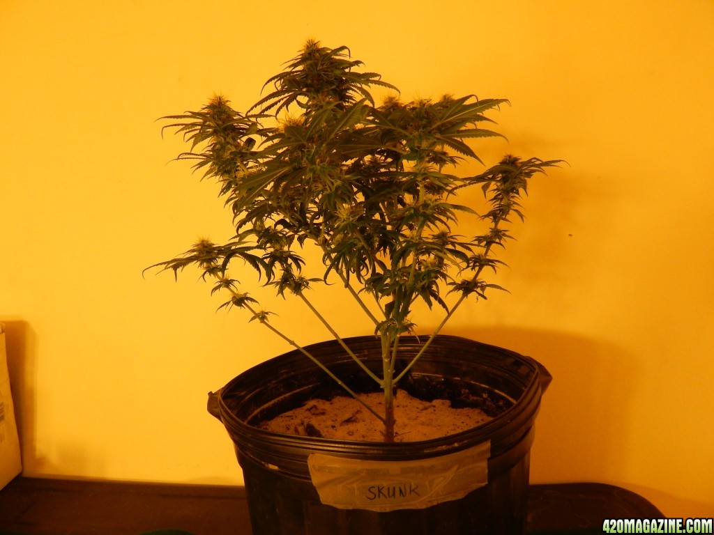 Day 43 Flowering Sleestack Skunk