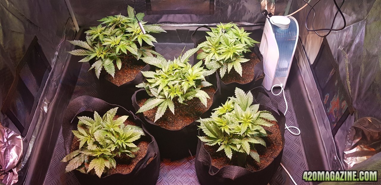 Day 43 from seed