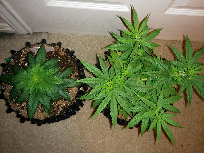 Day 45 AK48 - Day 38 WW