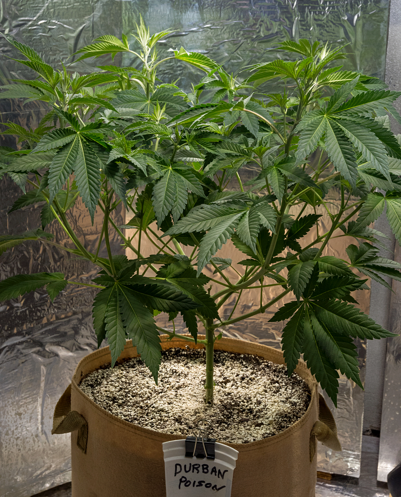 Day 45 Durban Poison 24 Aug.jpg