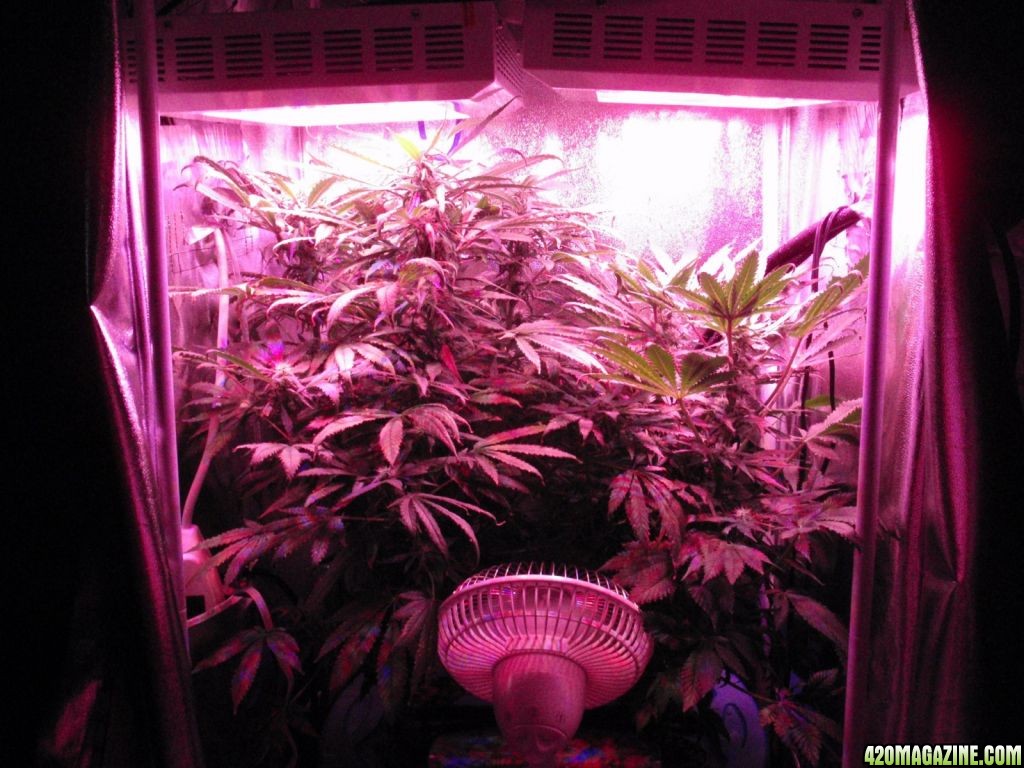 Day 46 @ 12/12 under 252w of HG LED