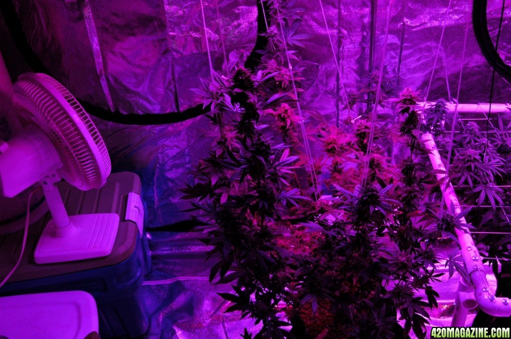 day 46 since flipping 12/12