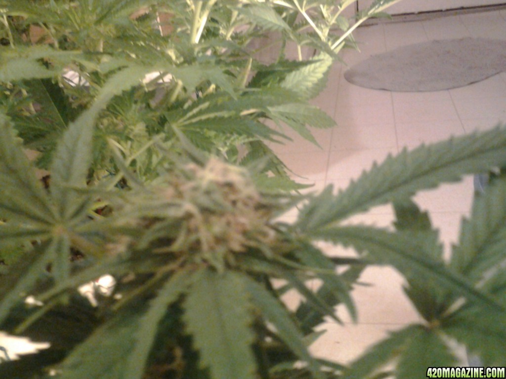 Day 46thc bomb auto fem lst'd