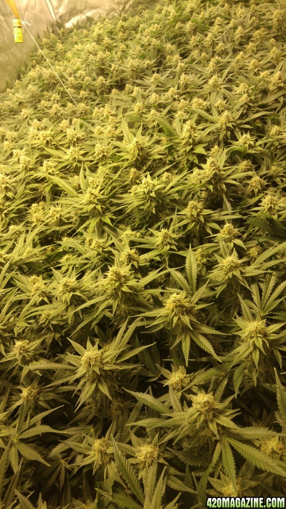 Day 47 canopy