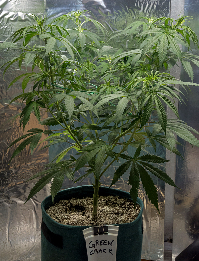 Day 47 Green Crack 24 Aug.jpg