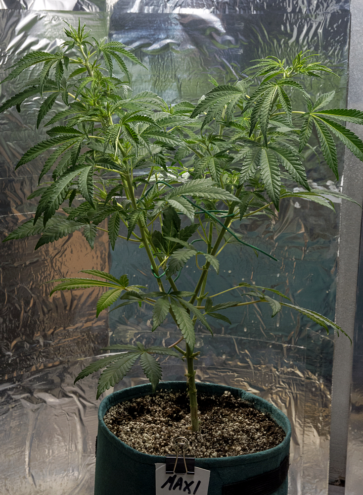 Day 47  Green Crack Maxi 24 Aug.jpg