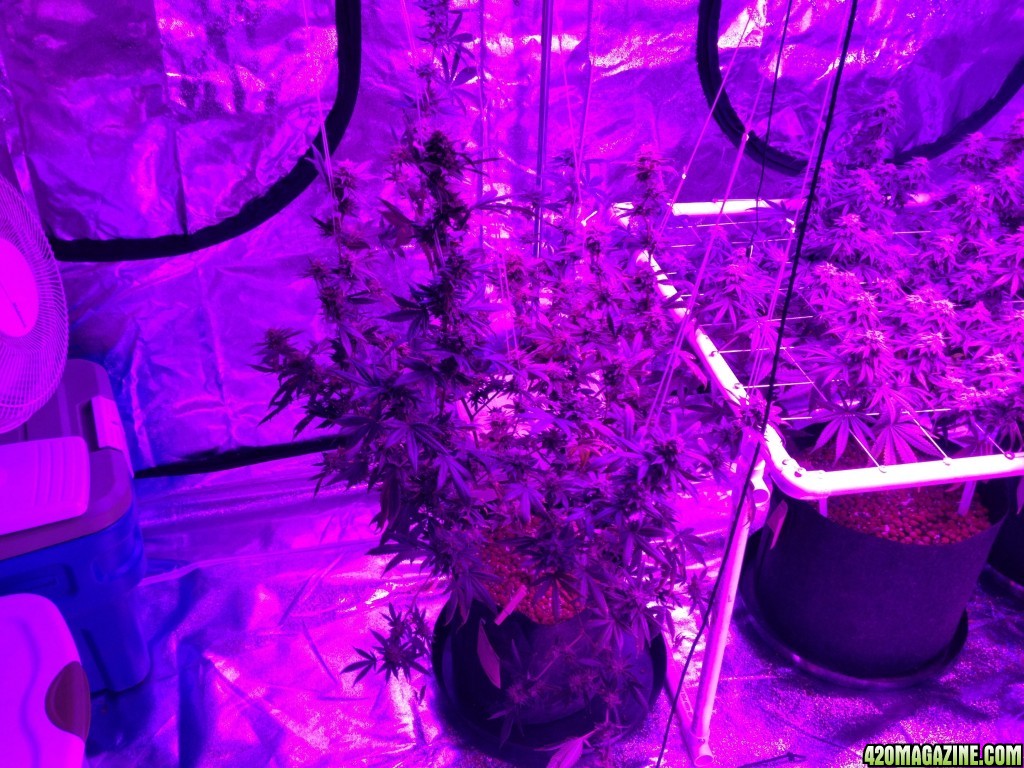 Day 47 since flipping to 12/12