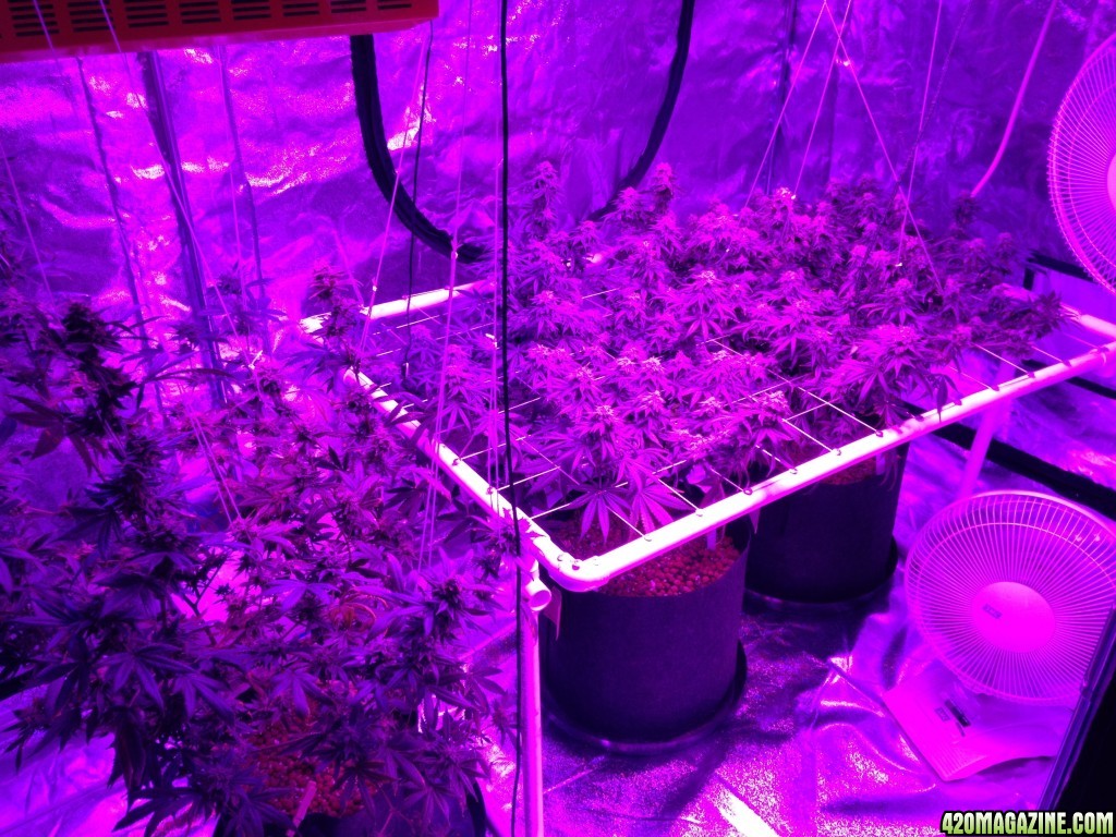 Day 47 since flipping to 12/12