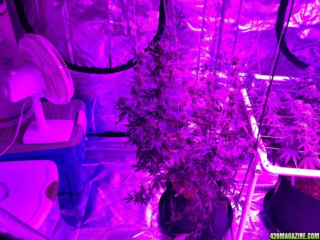 Day 47 since flipping to 12/12