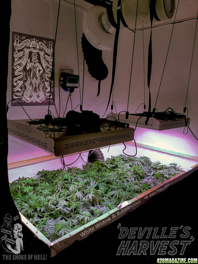 Day 48 from seed - scrog