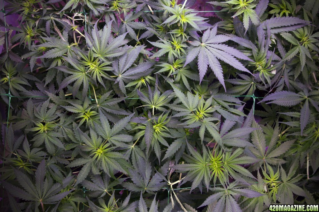 Day 48 from seed - scrog